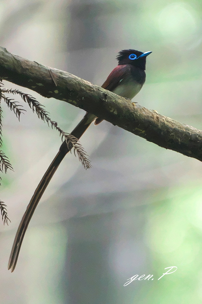 マイフィールド1＃サンコウチョウ♂＃