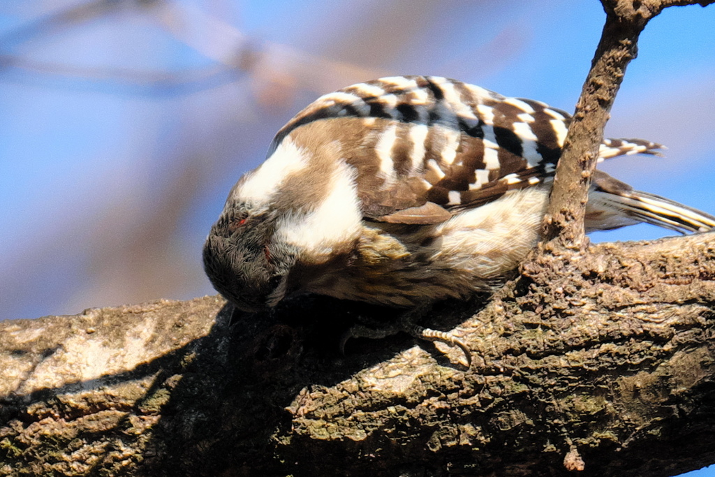 出会い3.24　「あ、赤い」
