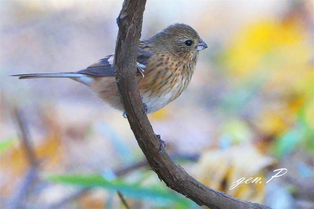 ＃ベニマシコ♀＃かわいい