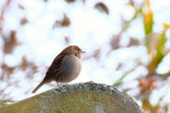 カヤクグリかな
