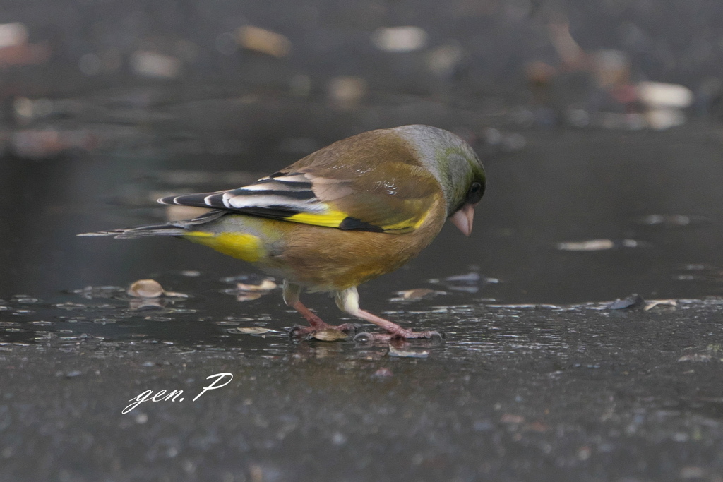 yellowbird　＃カワラヒワ、マヒワ＃1