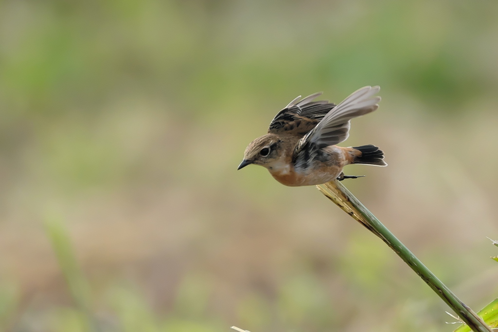 雨上がりのノビタキ「飛び出し」