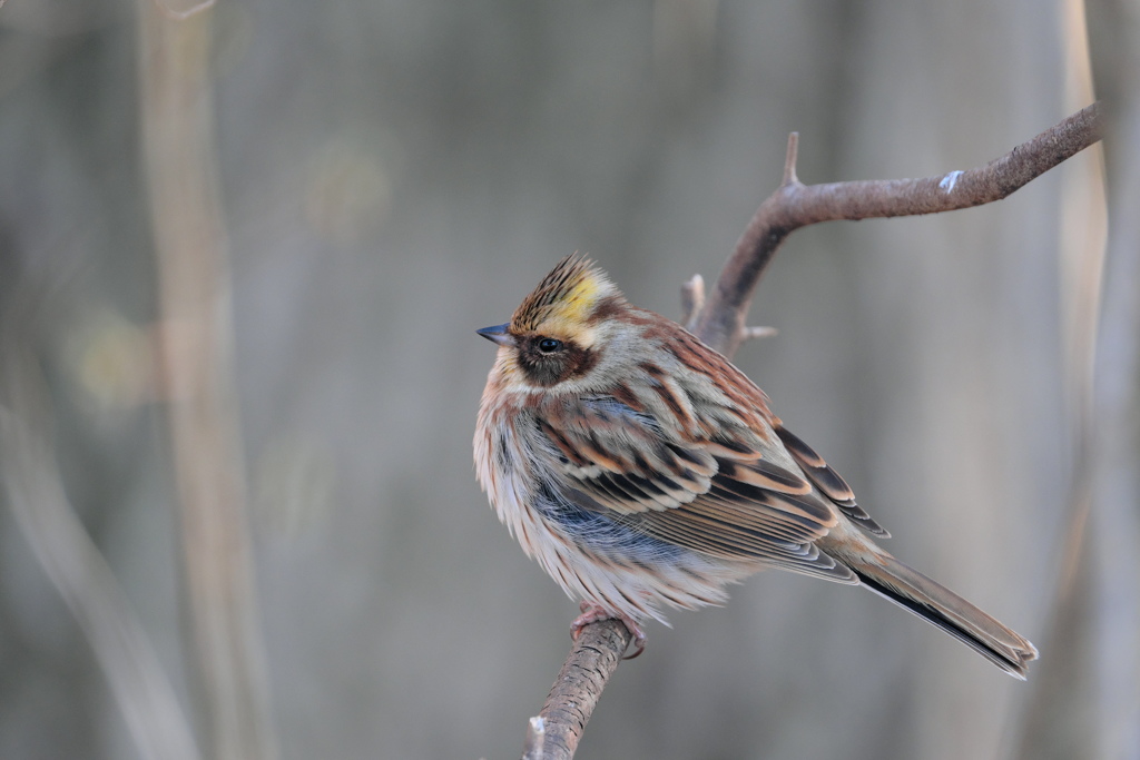 出会い3.24　ミヤマホオジロ