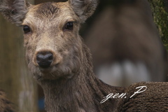 渓流での出会い