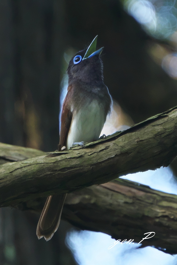 声高らかに＃サンコウチョウ♀＃