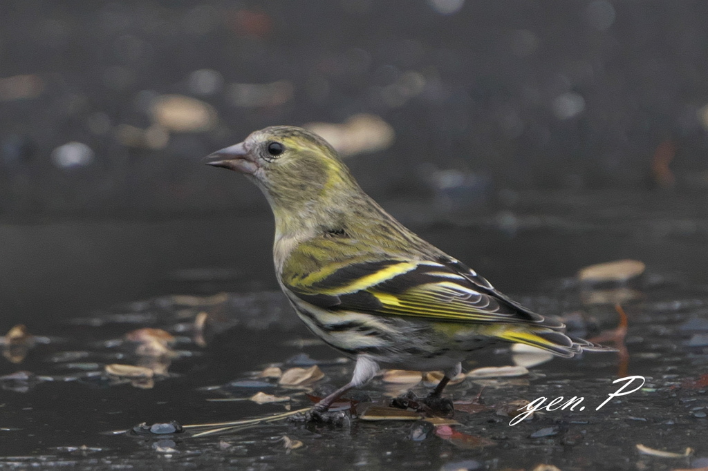 yellowbird　＃カワラヒワ、マヒワ＃3