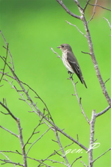 ＃エゾビタキ＃１