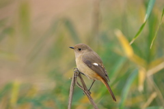 シーズンお初 #ジョウビタキ#