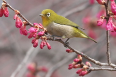 春ですね