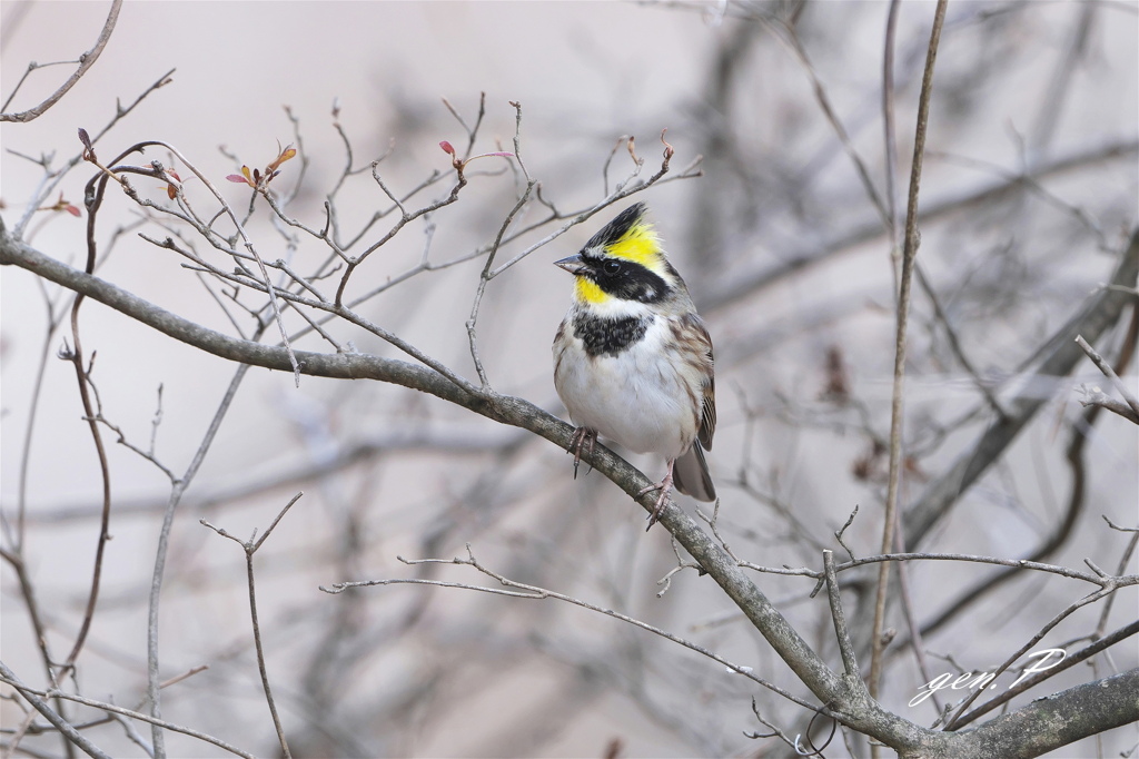 小雪の中＃ミヤマホウジロ♂＃