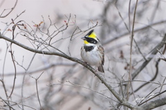 小雪の中＃ミヤマホウジロ♂＃