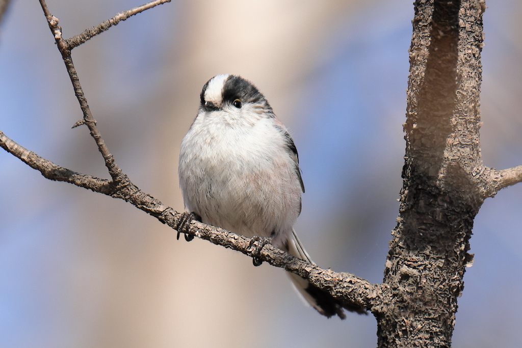 出会い3.24　エナガ