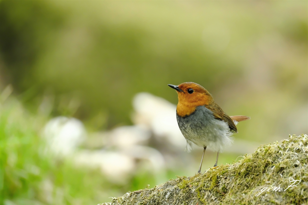 思い出１＃コマドリ＃