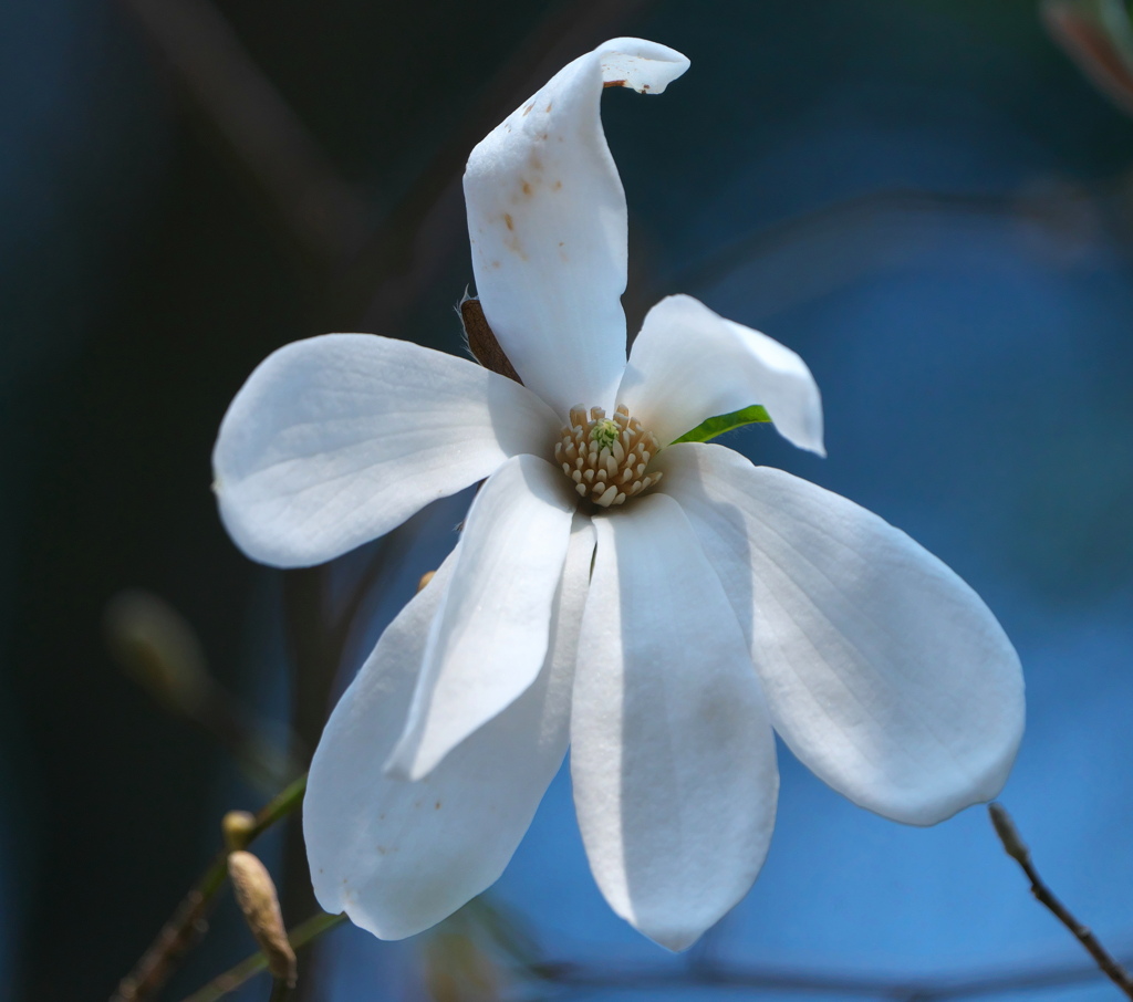 望遠マクロ風　一輪