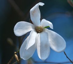 望遠マクロ風　一輪