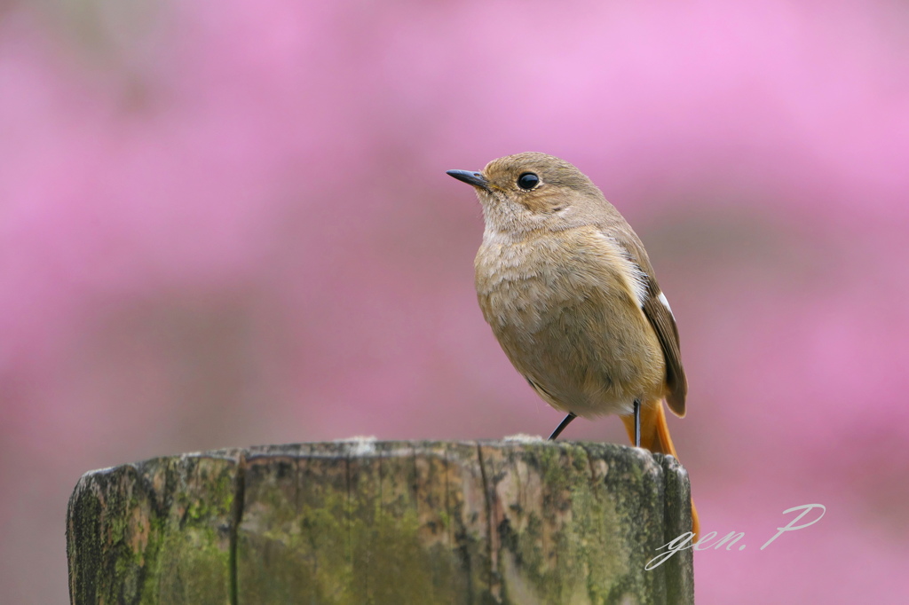 spring＃ジョウビタキ♀＃