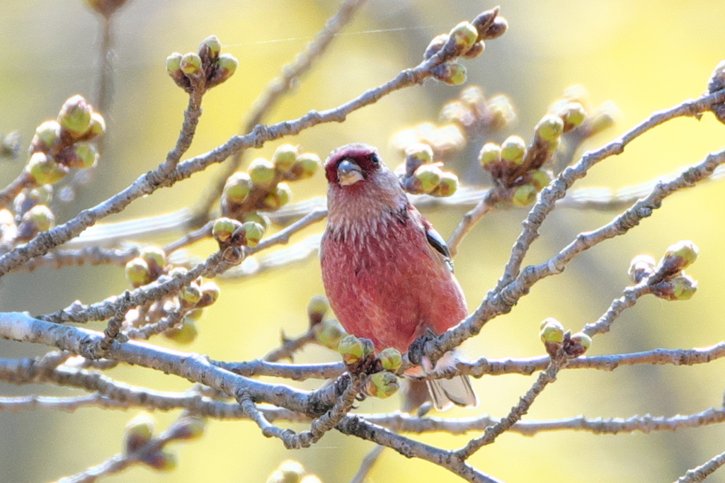 出会い3.24　蕾の中で　ベニマシコ♂