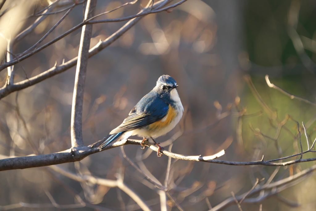 光を浴びて＃ルリビタキ＃