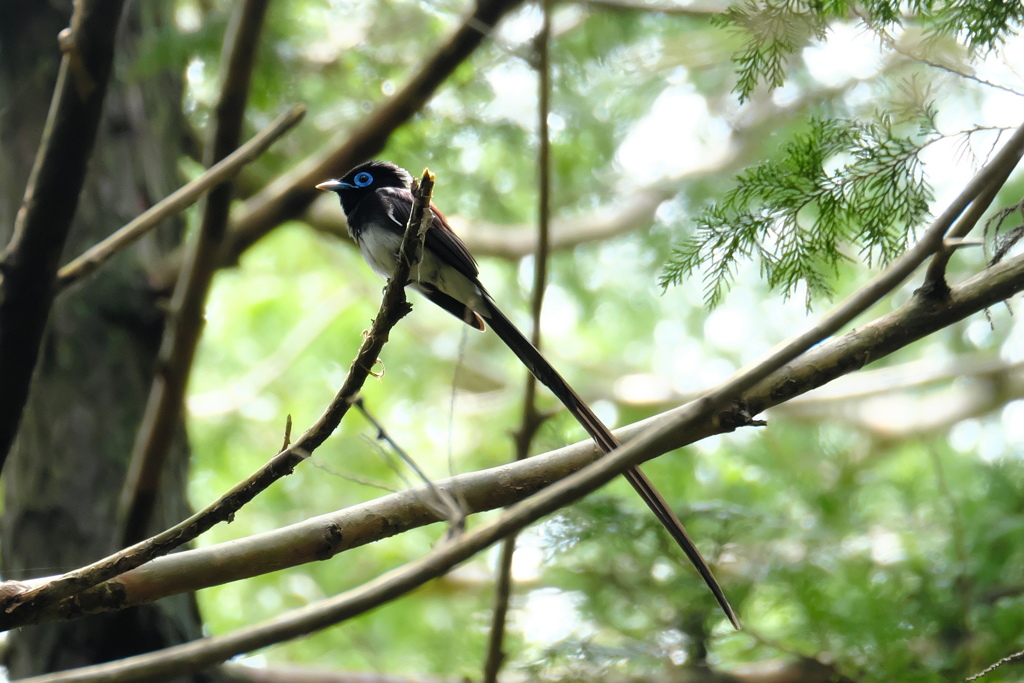 正調＃サンコウチョウ＃