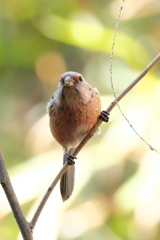 出会い3.24 ベニマシコ♀