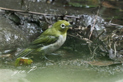 半径１０ｍの出会い➀