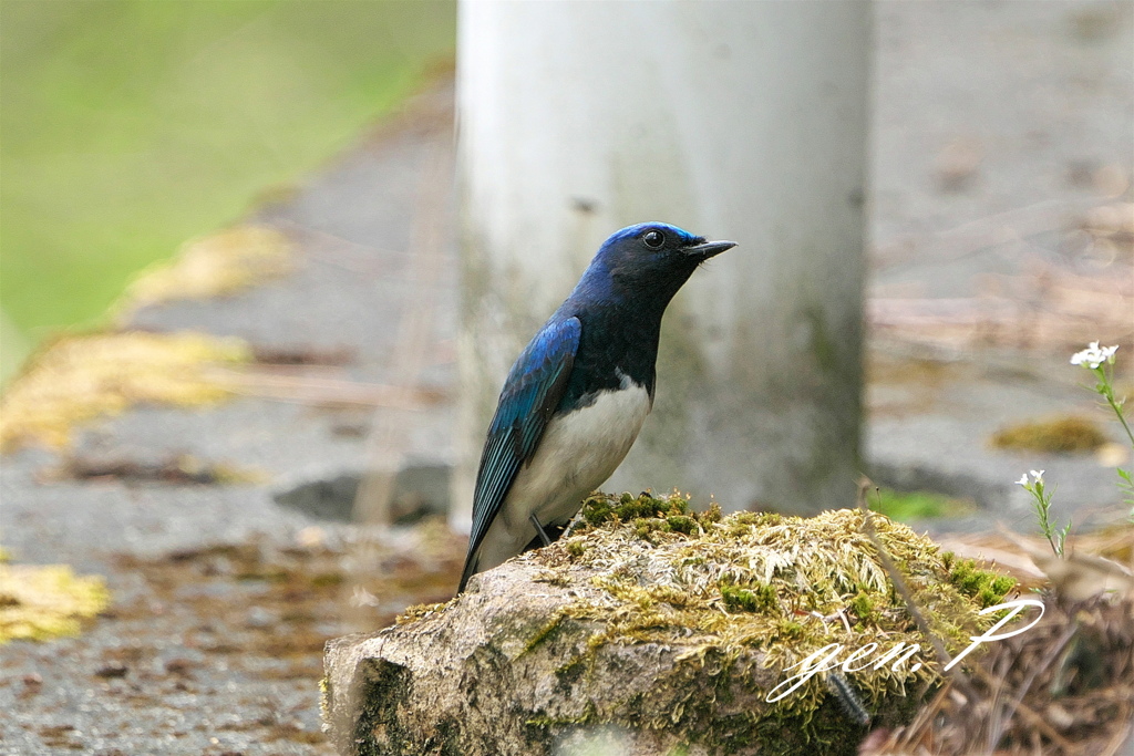 夏鳥の便り＃オオルリ＃