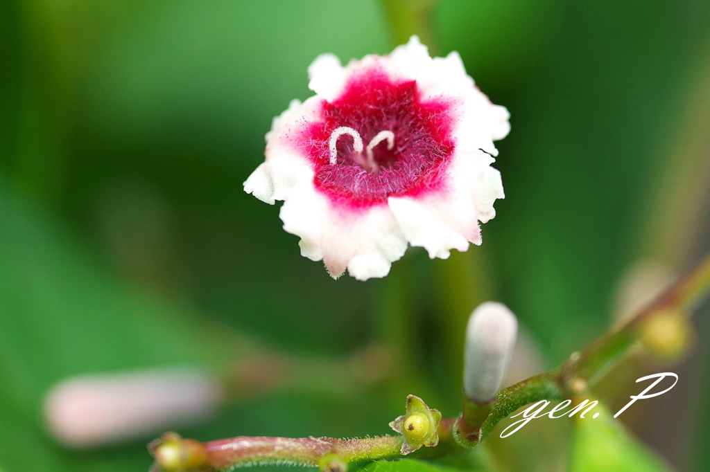 ストロベリーアイスの色