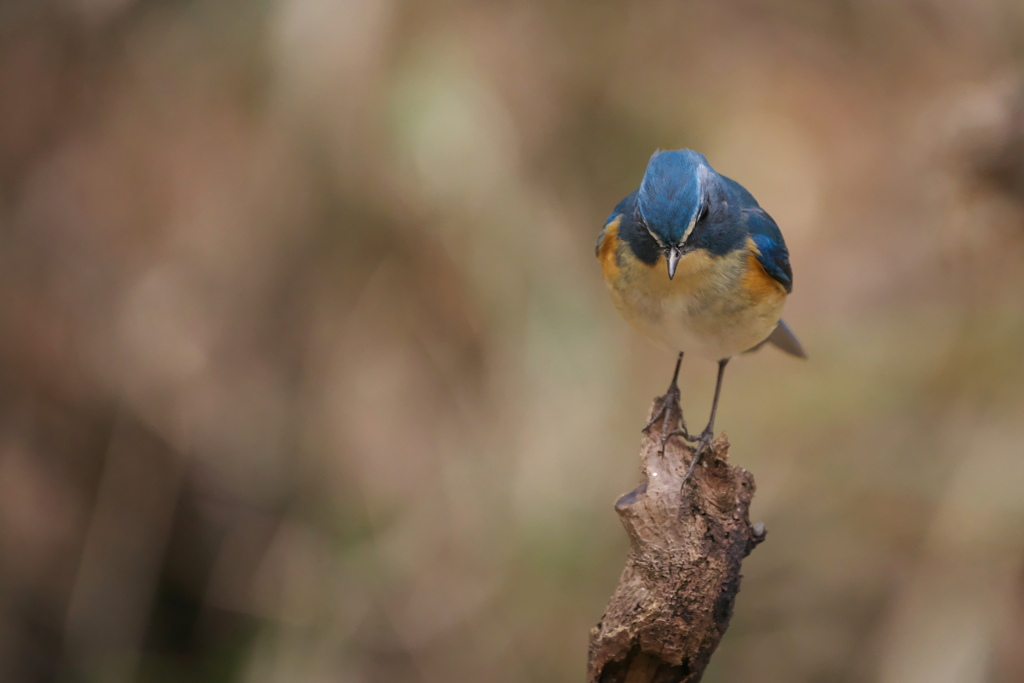 変わった体勢のルリビタキ　
