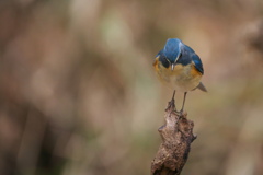 変わった体勢のルリビタキ