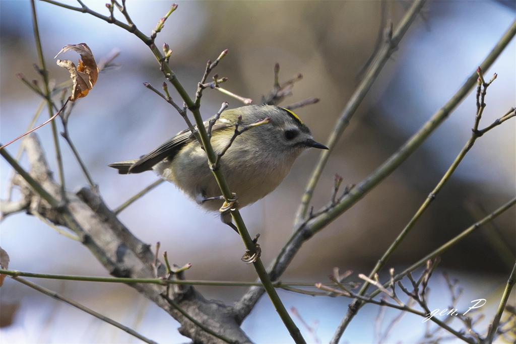 #キクイタダキ＃
