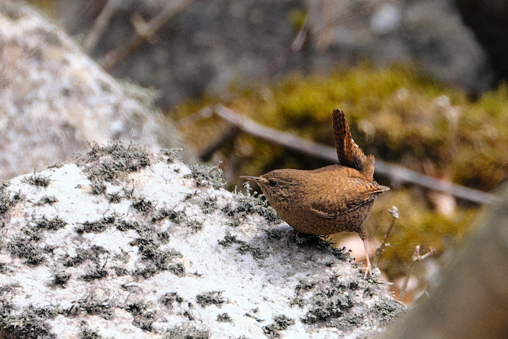 出会い4.07　ミソサザイ