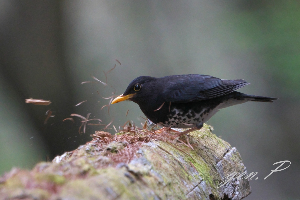 クロツグミ　大胆に2