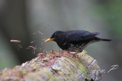 クロツグミ　大胆に2