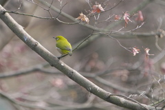 小さな公園の混軍#メジロ＃