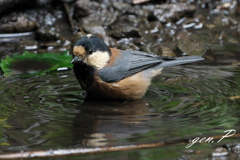 半径１０ｍの出会い③