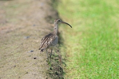 出会い３＃ホウロクシギ＃