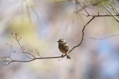 鳥認識＃カシラダカ＃