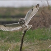 landing＃コミミズク＃