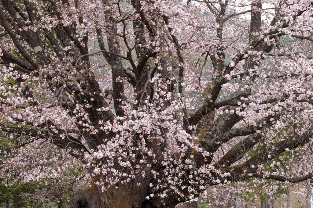 巨樹桜盛２