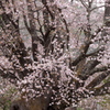 巨樹桜盛２