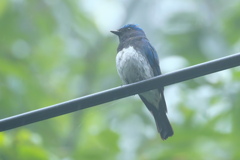 霧雨にポーズ