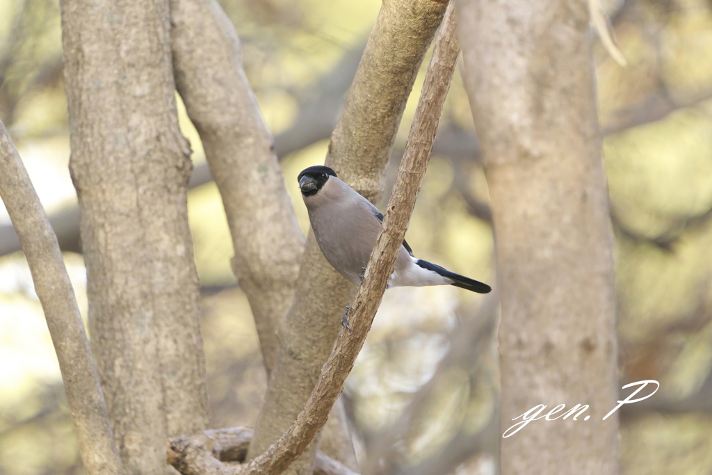 ウソさんに会えた1日