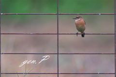 方眼＃ノビタキ＃