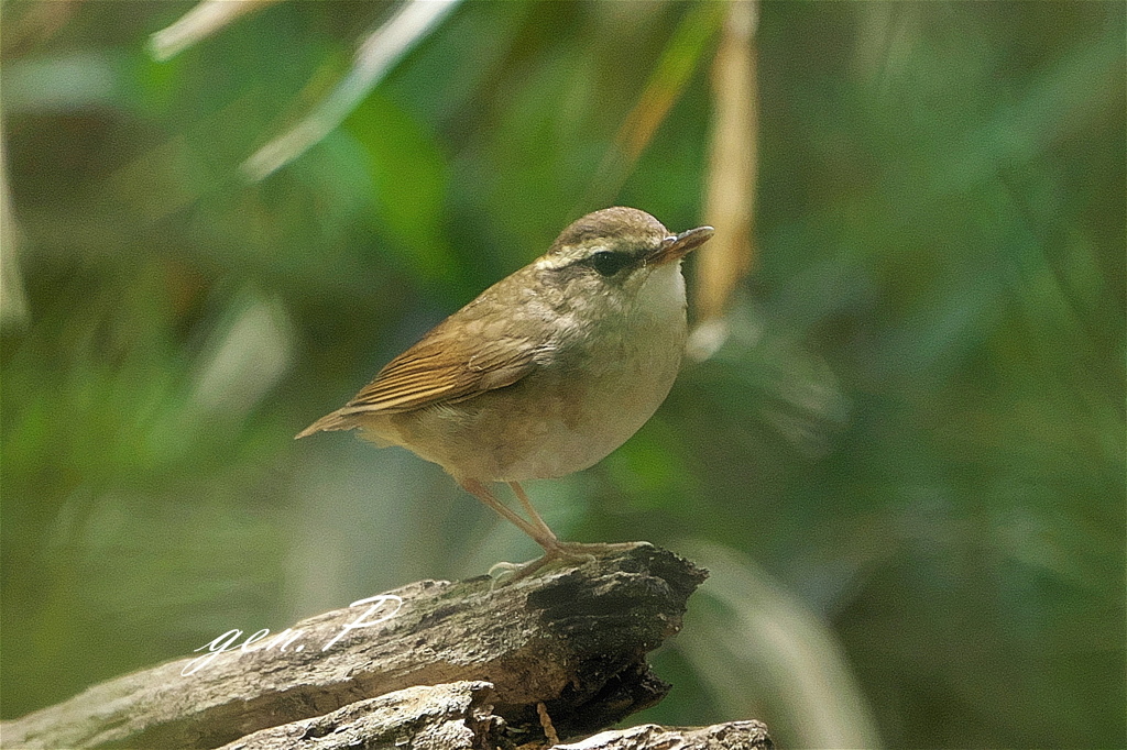 ８KHZの出会い3＃ヤブサメ＃