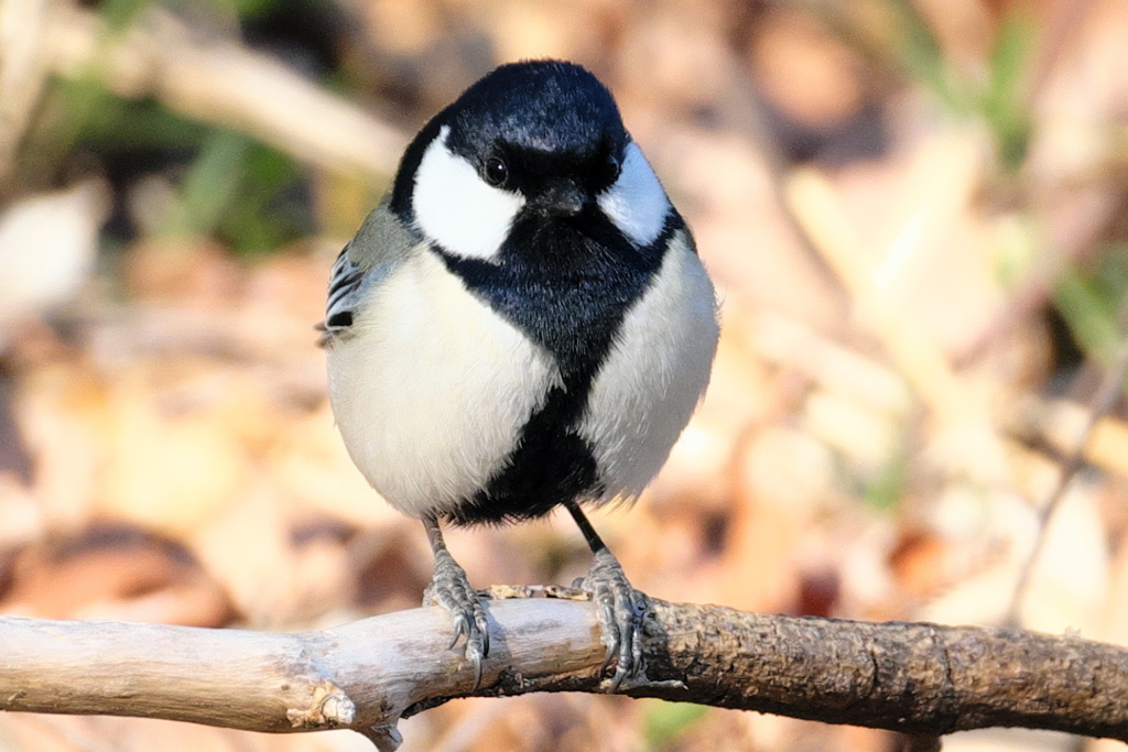 出会い3.24　シジュウカラ　シンメトリー
