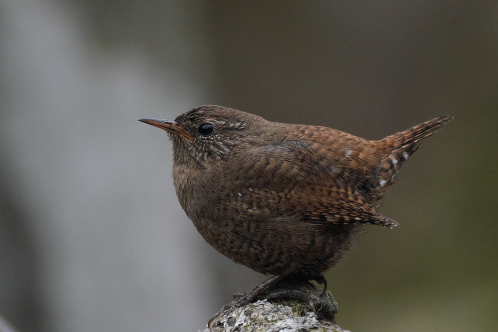 夕闇迫る　憎いやつ  #ミソサザイ