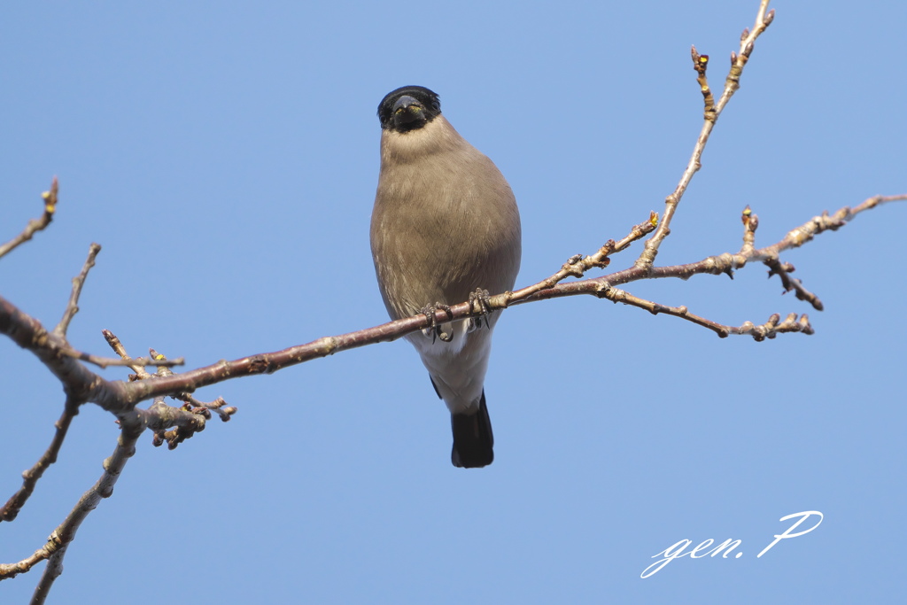 ウソさんに会えた1日