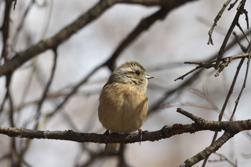 鳥瞳認識＃カシラダカ＃