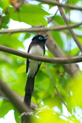 うそだあ~＃サンコウチョウ♂＃