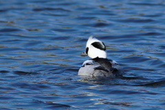 ハートに逢いたくて
